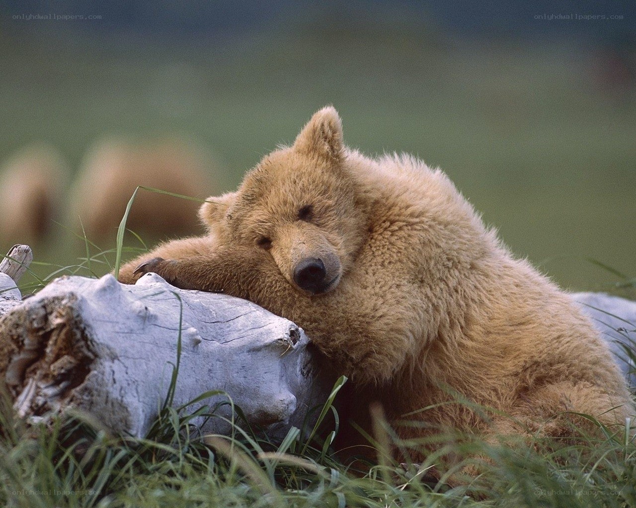 Sleeping bear cub on log