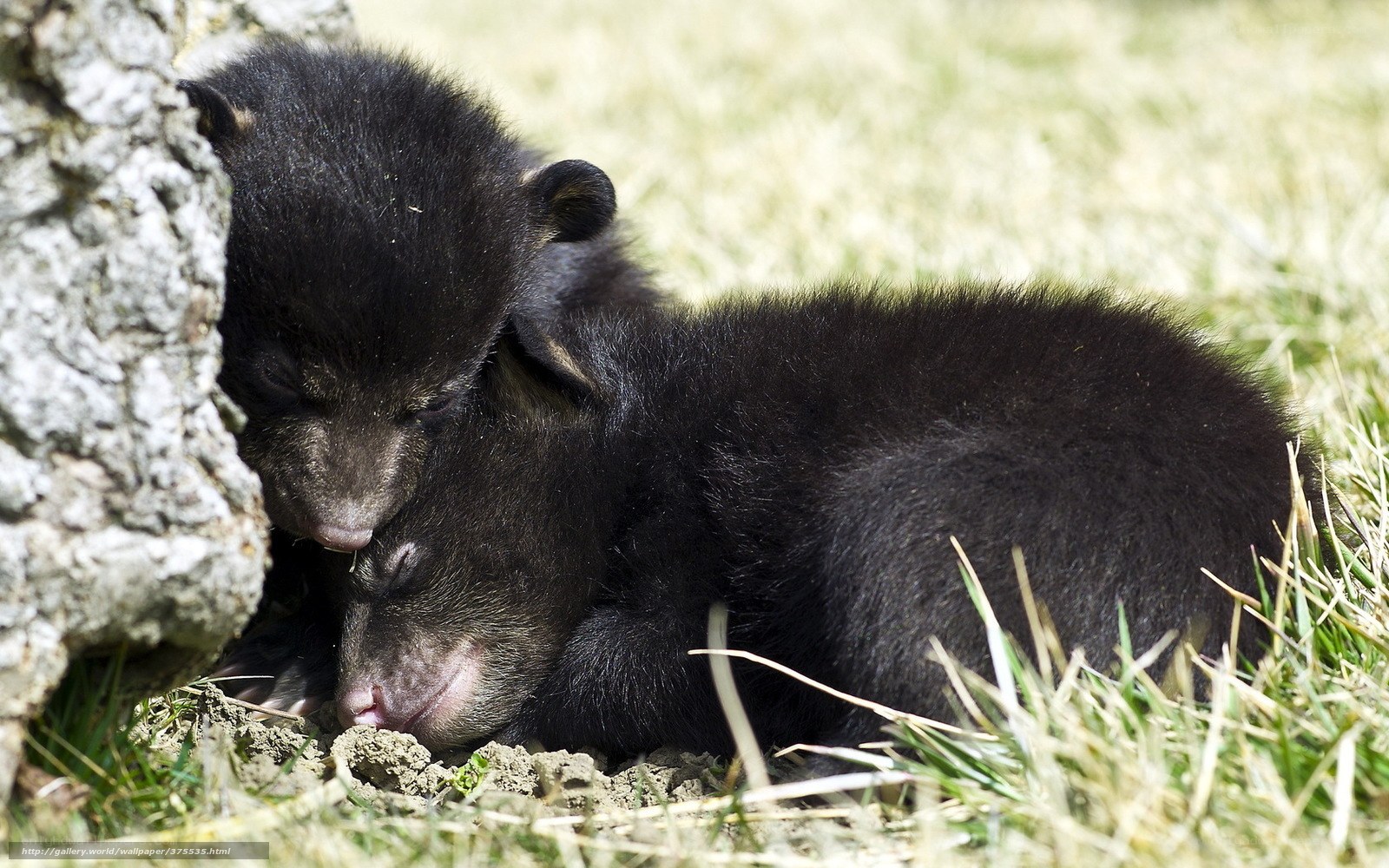Sleeping bear cubs
