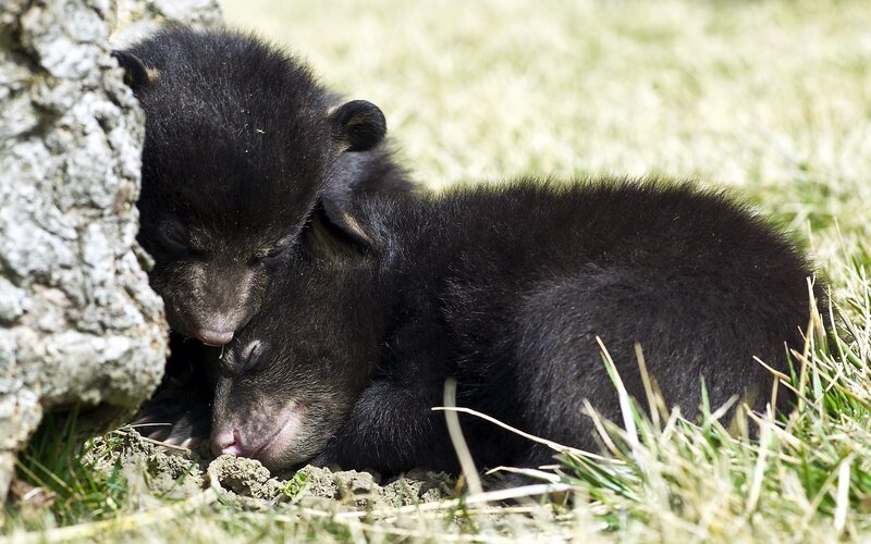 Sleeping bear cubs