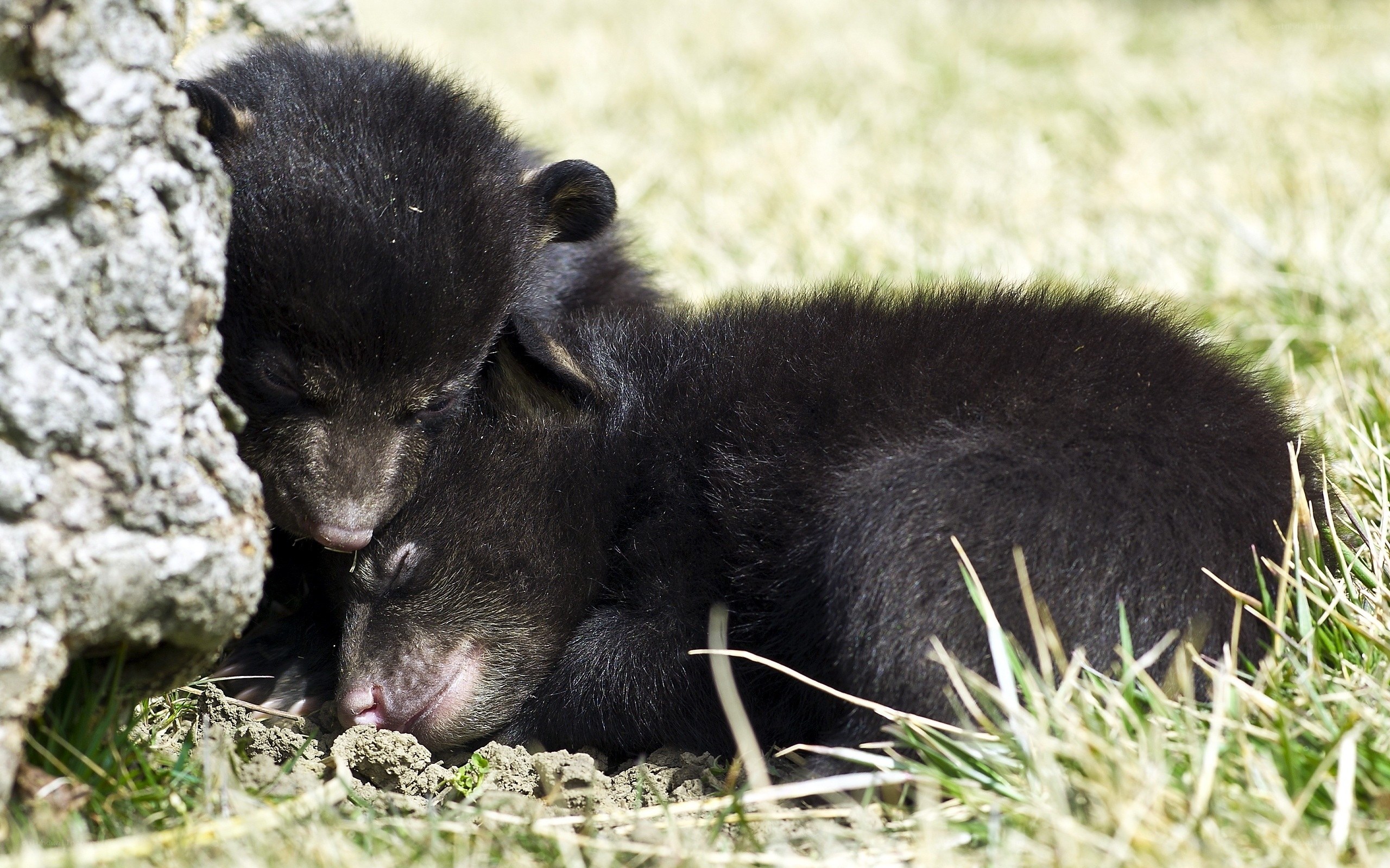 Sleeping bear cubs