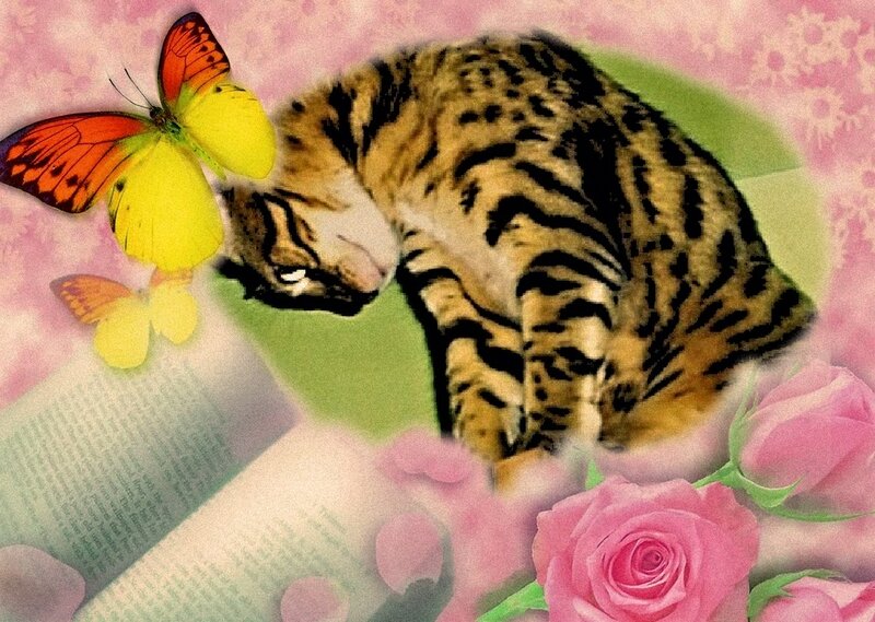 Sleeping Bengal Cat — Pink