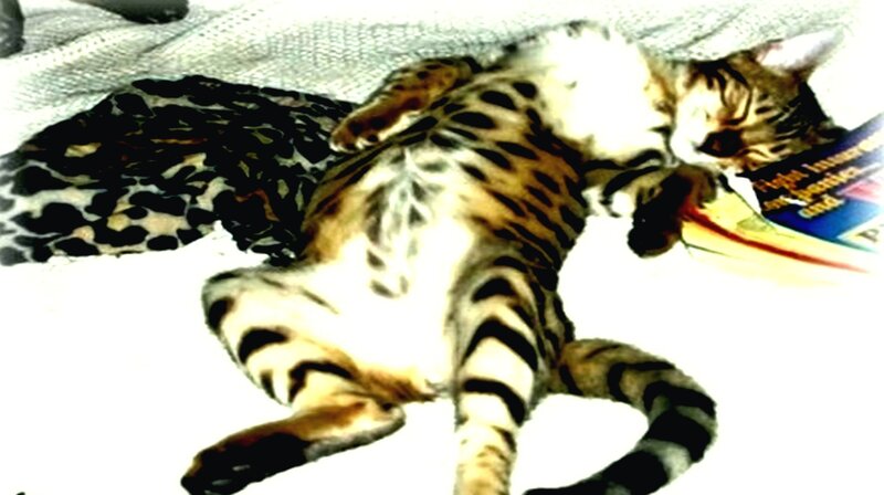 Sleeping Bengal Cat