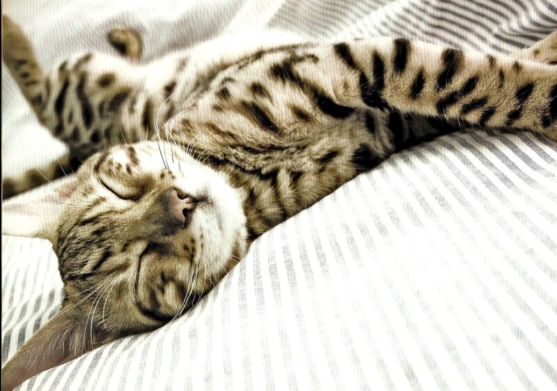 Sleeping Bengal Cat — White