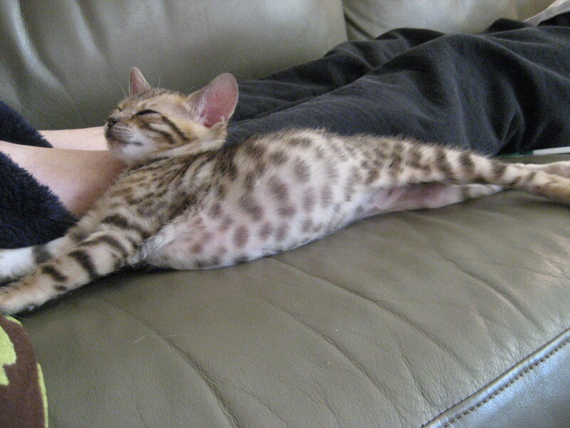 Sleeping Bengal Kitten — Brown