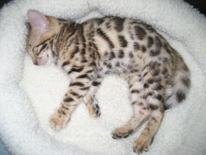Sleeping Bengal kitten