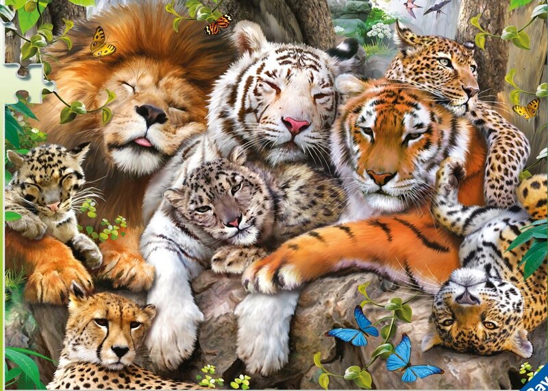 Sleeping Big Cats
