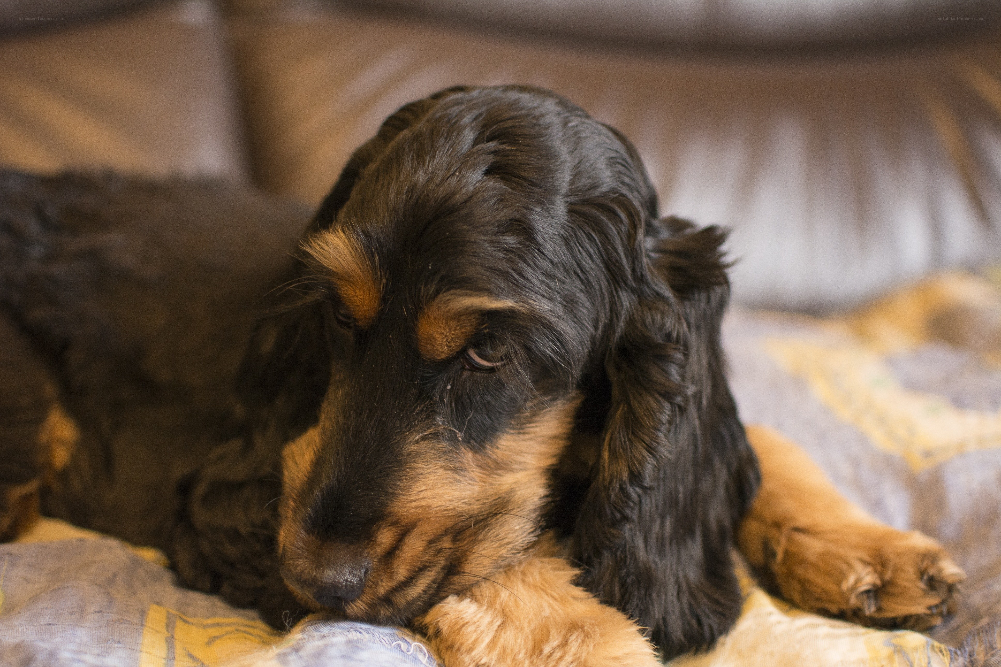 sleeping black and tan dog
