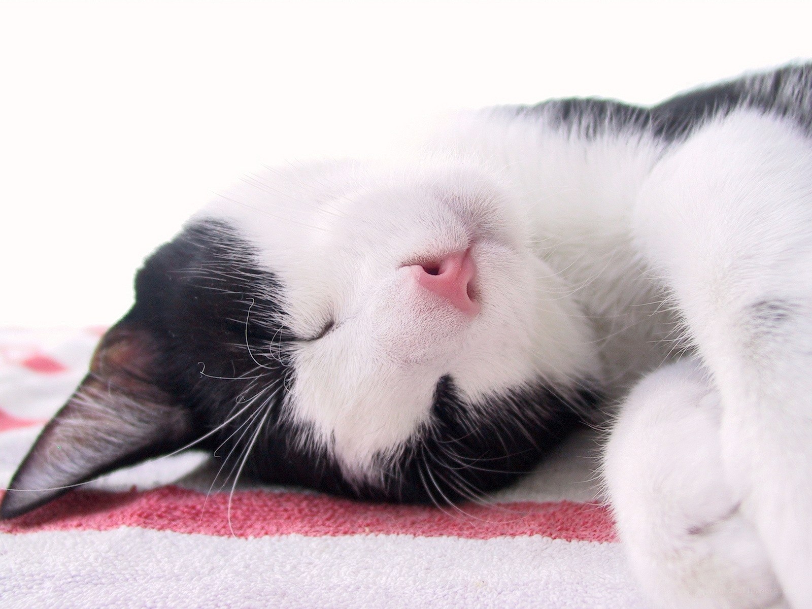 sleeping black and white cat