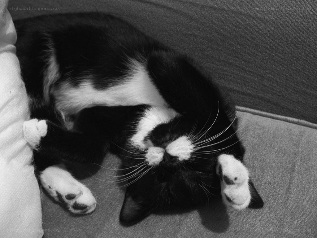 sleeping black and white cat