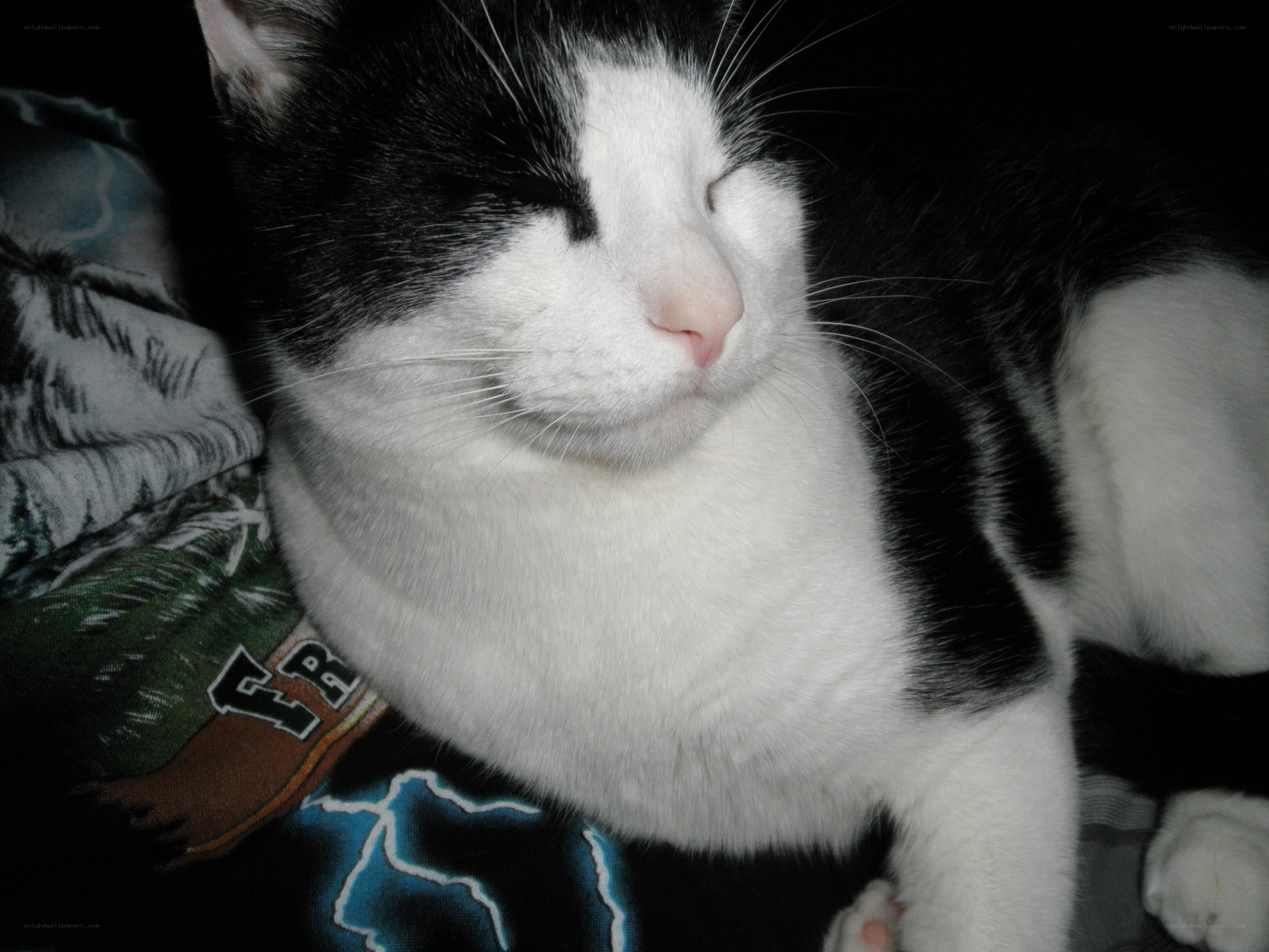 sleeping black and white cat
