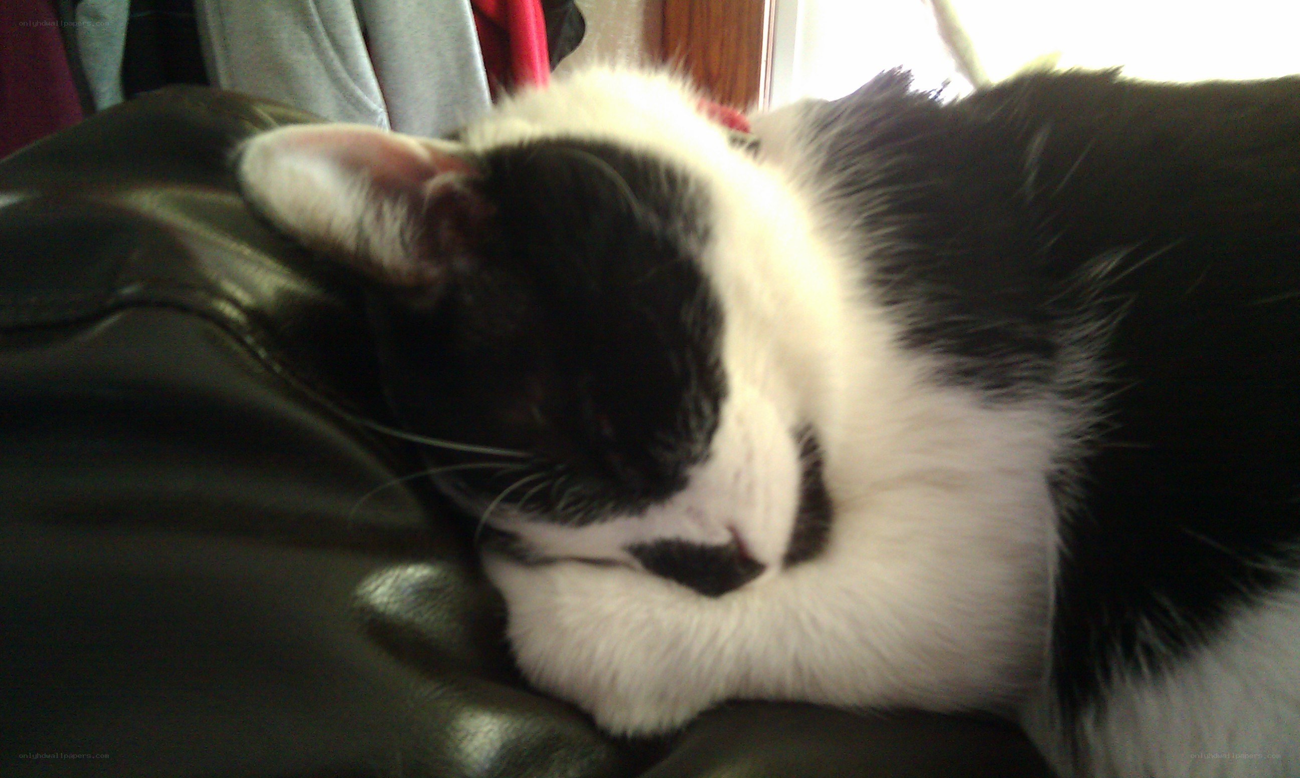 sleeping black and white cat