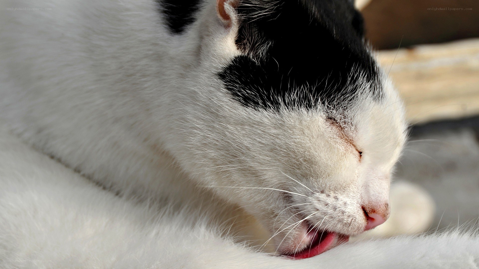 sleeping black and white cat