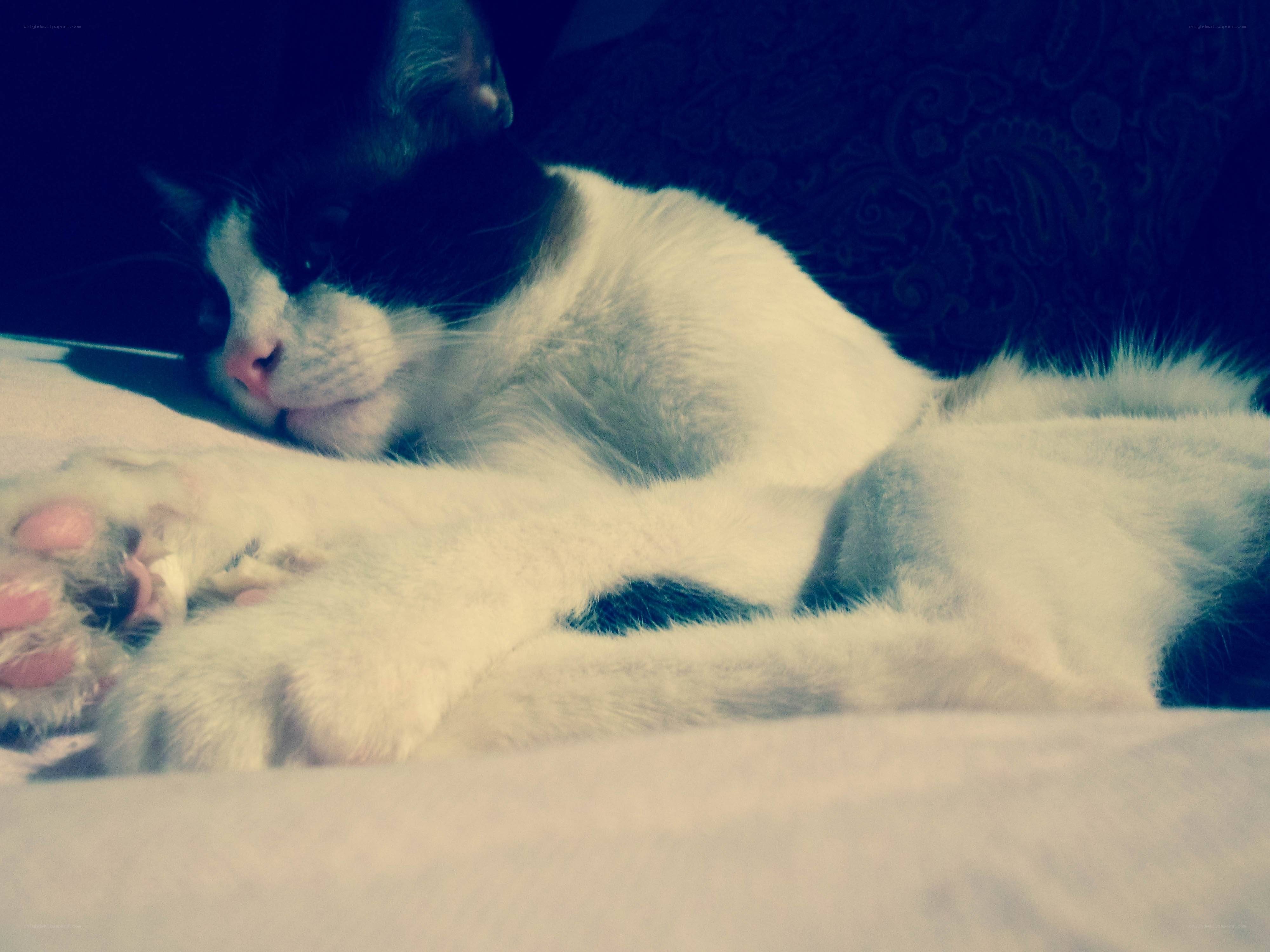 sleeping black and white cat