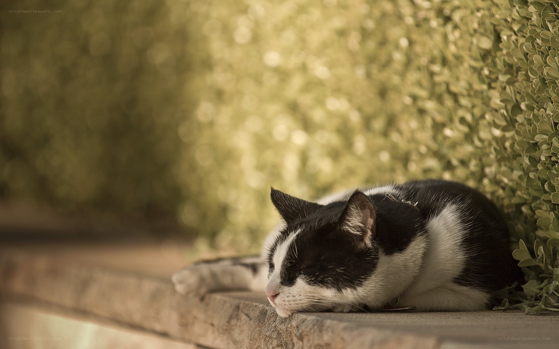 Sleeping black and white cat