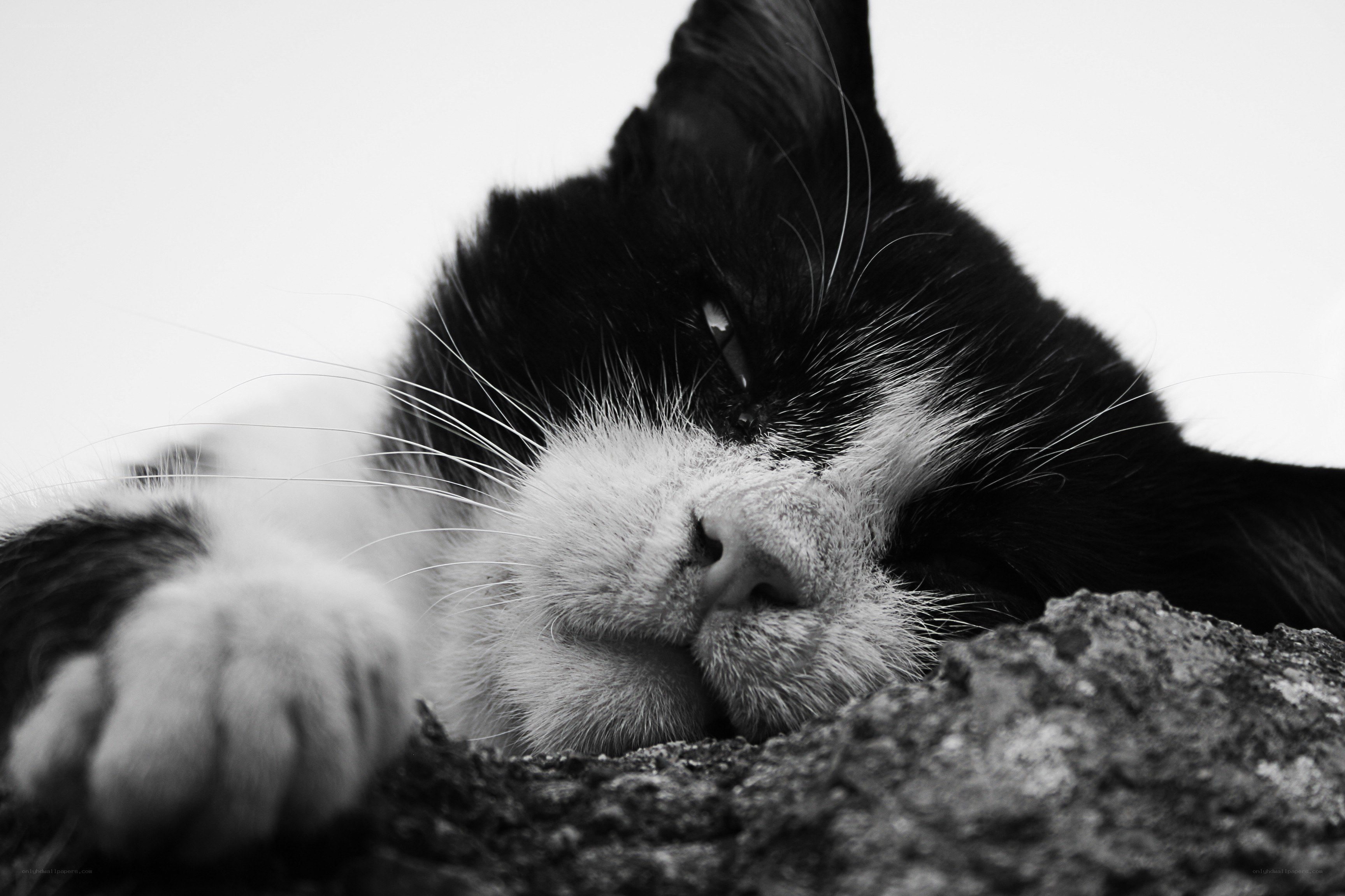 sleeping black and white cat