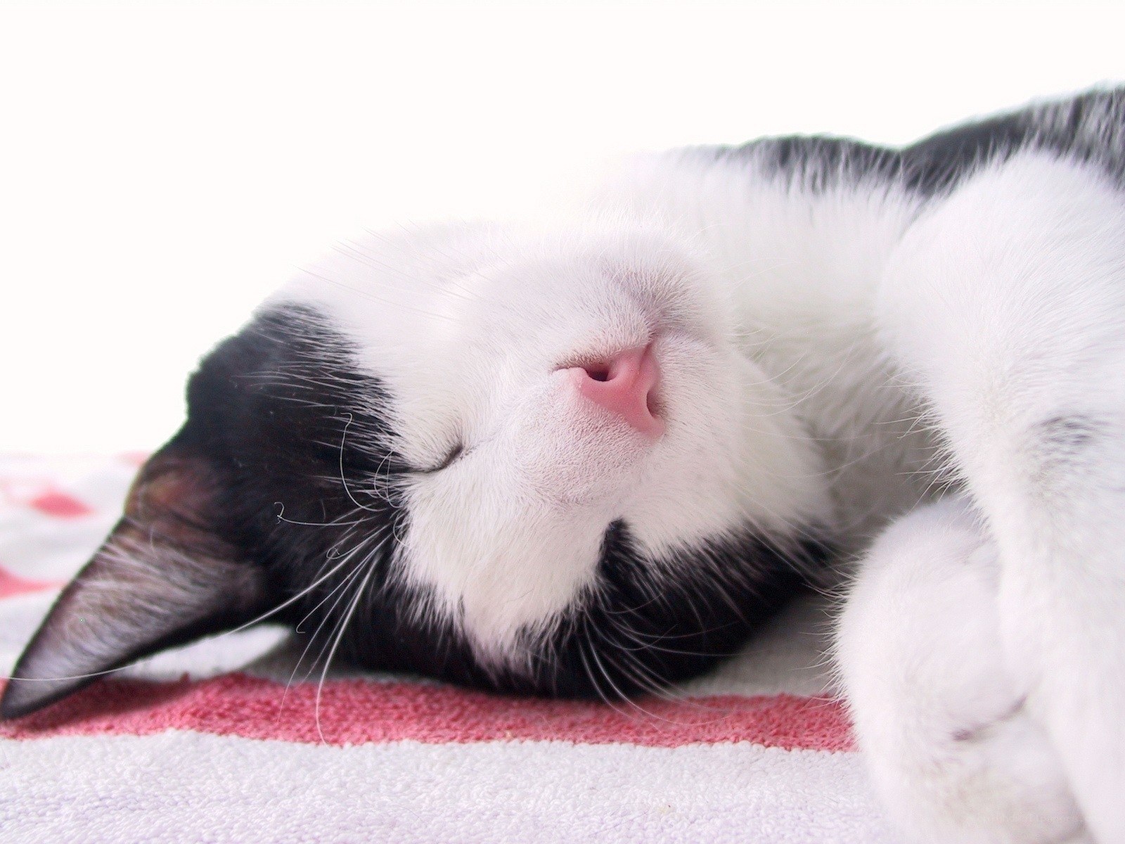 sleeping black and white cat