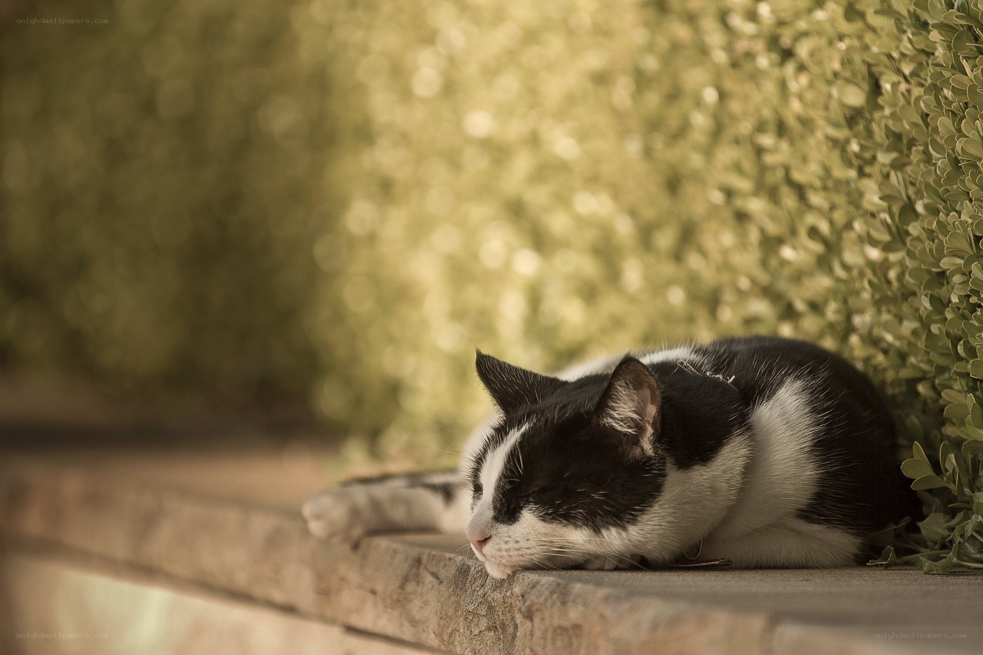 Sleeping black and white cat