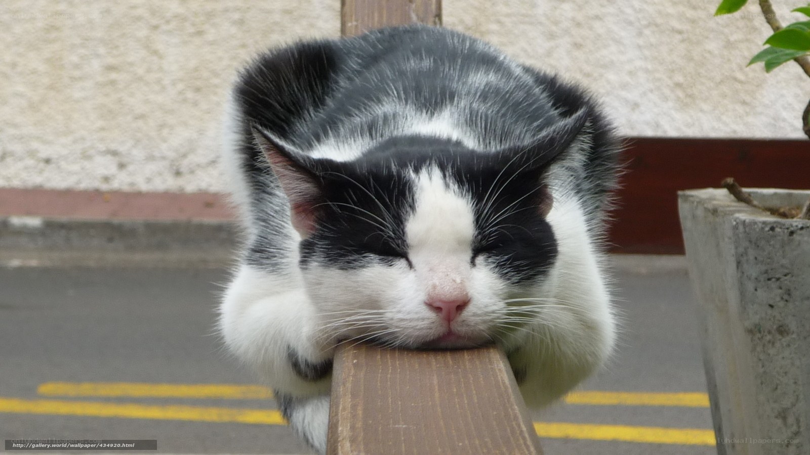 sleeping black and white cat