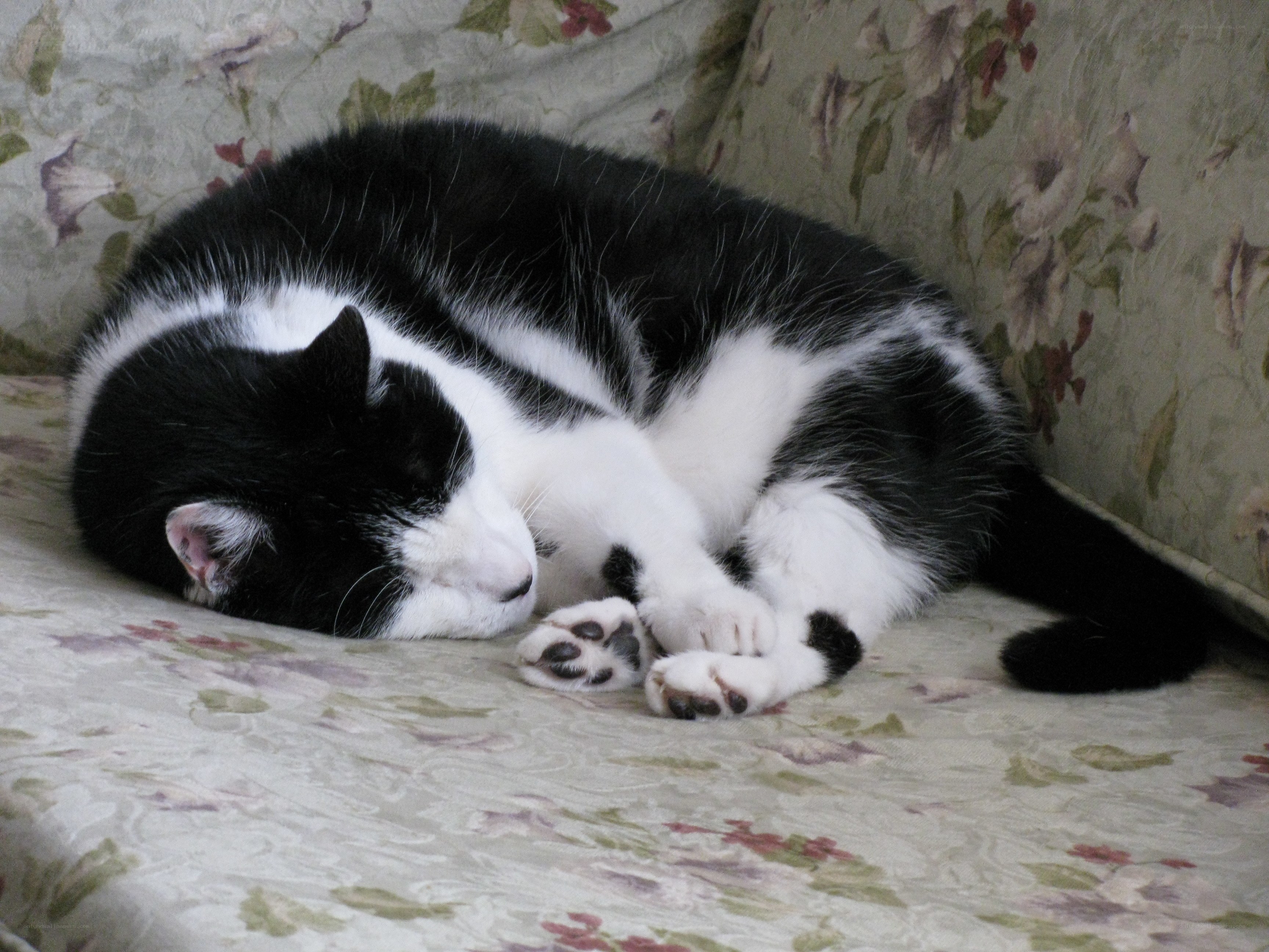 Sleeping black and white cat