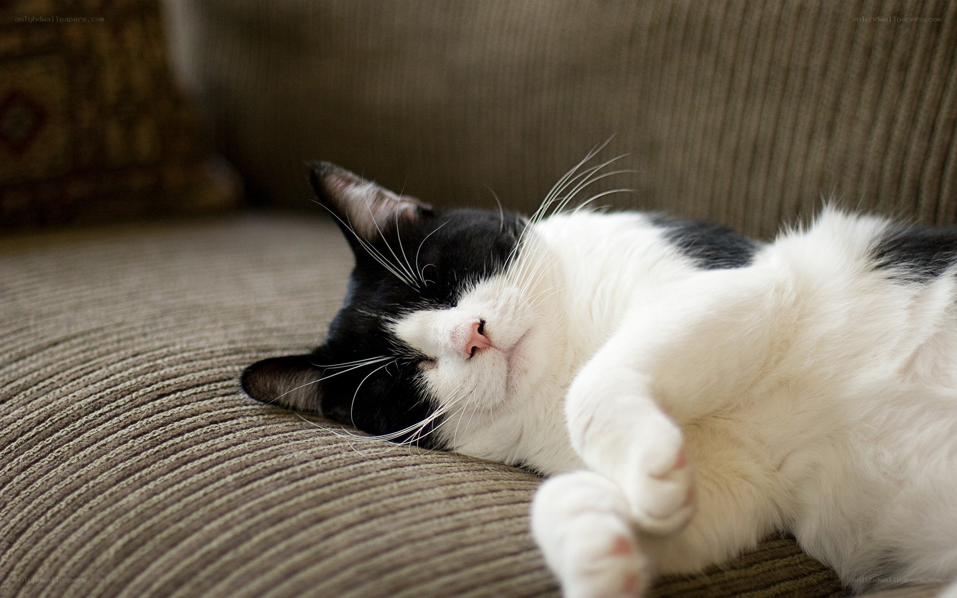 sleeping black and white cat