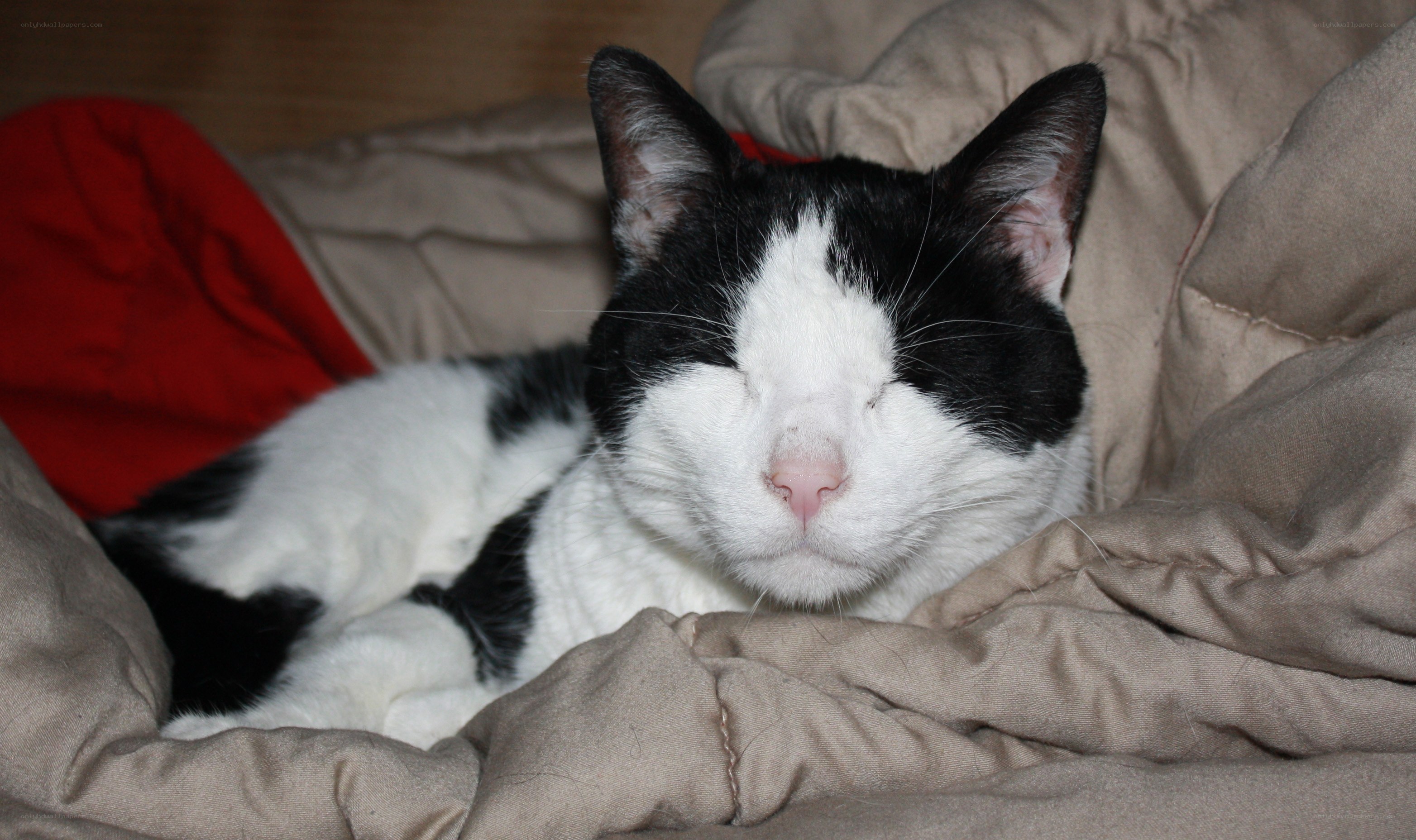 sleeping black and white cat