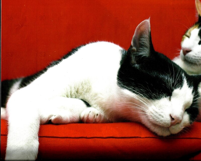 Sleeping Black and White Cat — Red