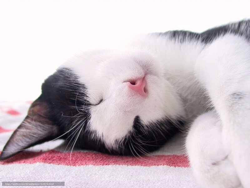 sleeping black and white cat