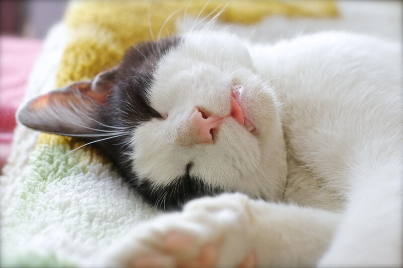 Sleeping Black-and-white Cat — White