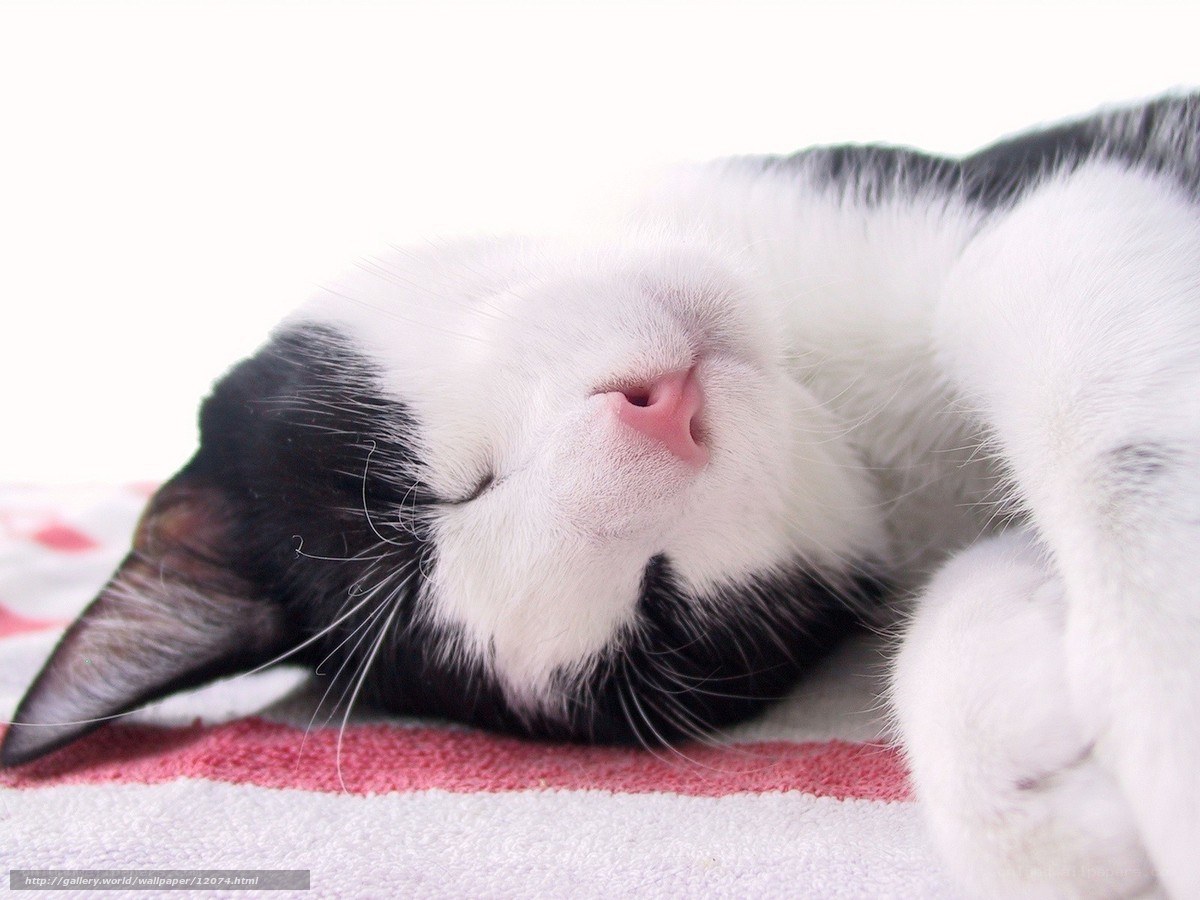 sleeping black and white cat