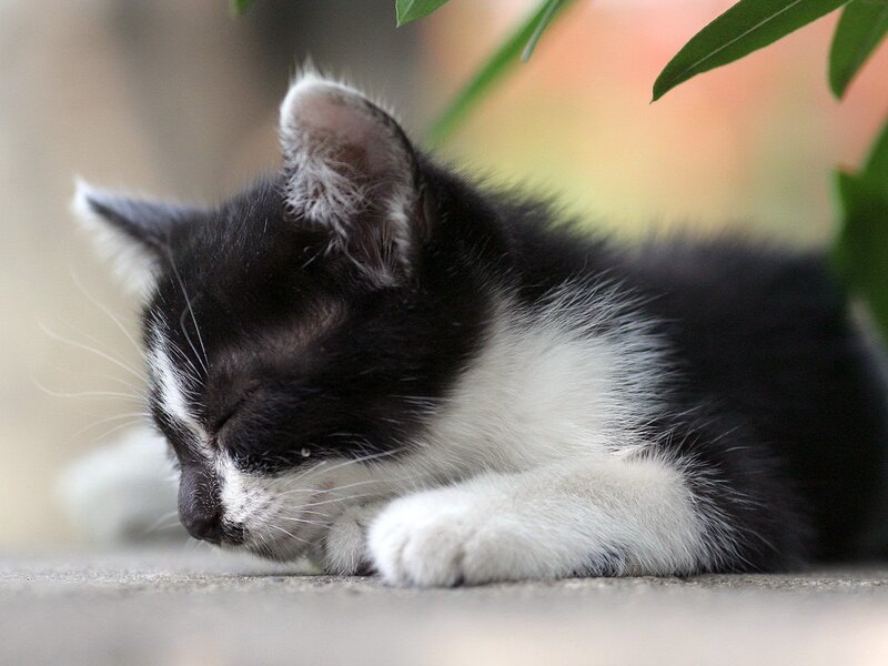 Sleeping black and white kitten