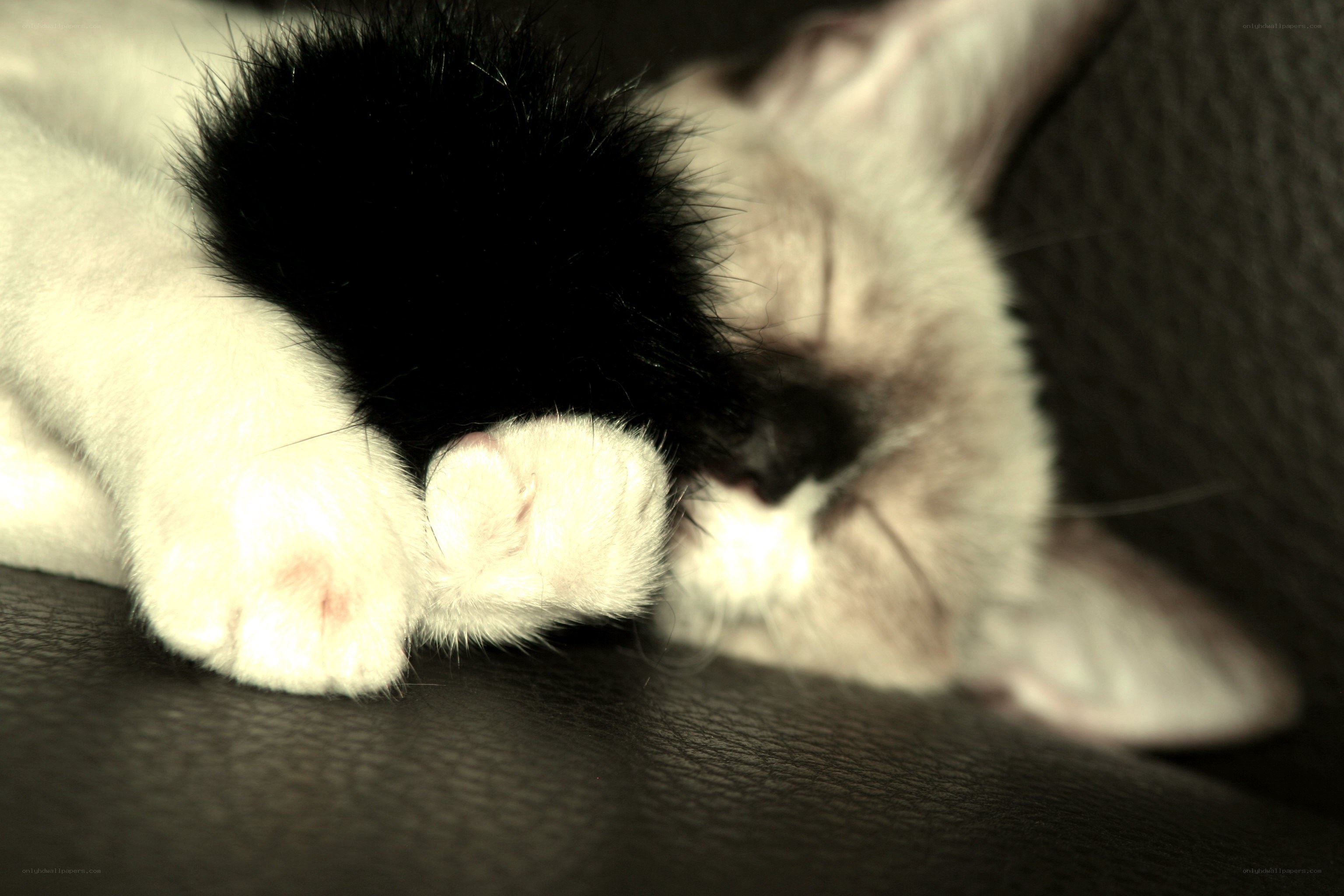 Sleeping black-and-white kitten
