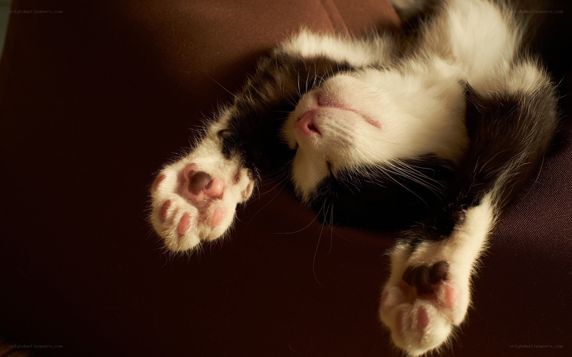 sleeping black and white kitten