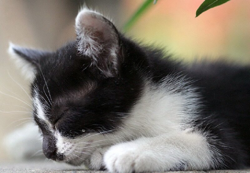 Sleeping black and white kitten