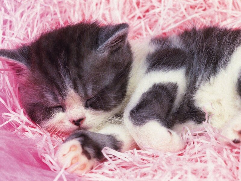 Sleeping Black and White Kitten — Pink