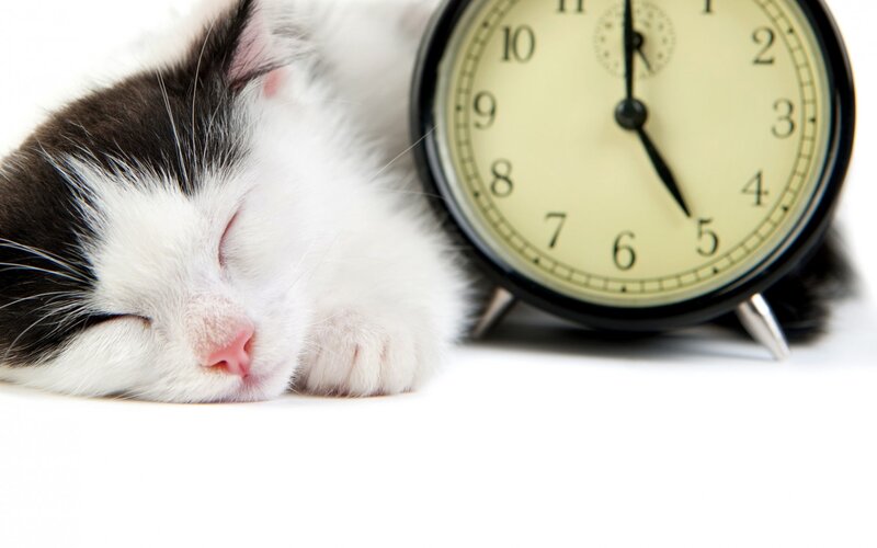 Sleeping Black-and-white Kitten — White, Peaceful