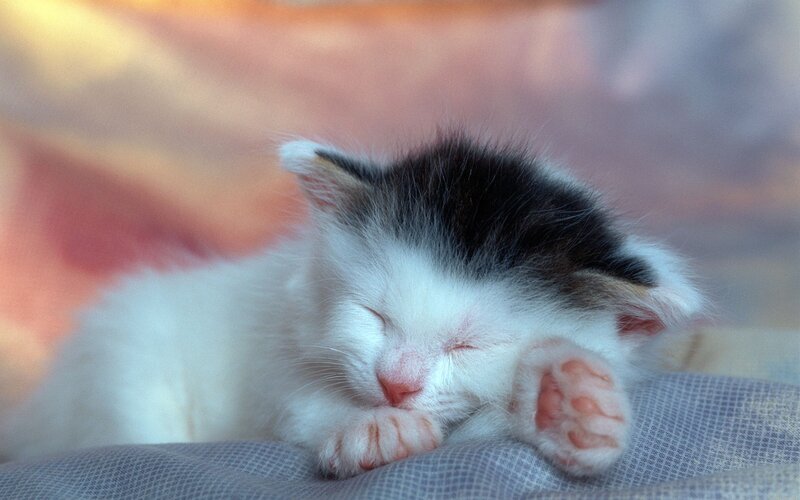 Sleeping Black-and-white Kitten — White