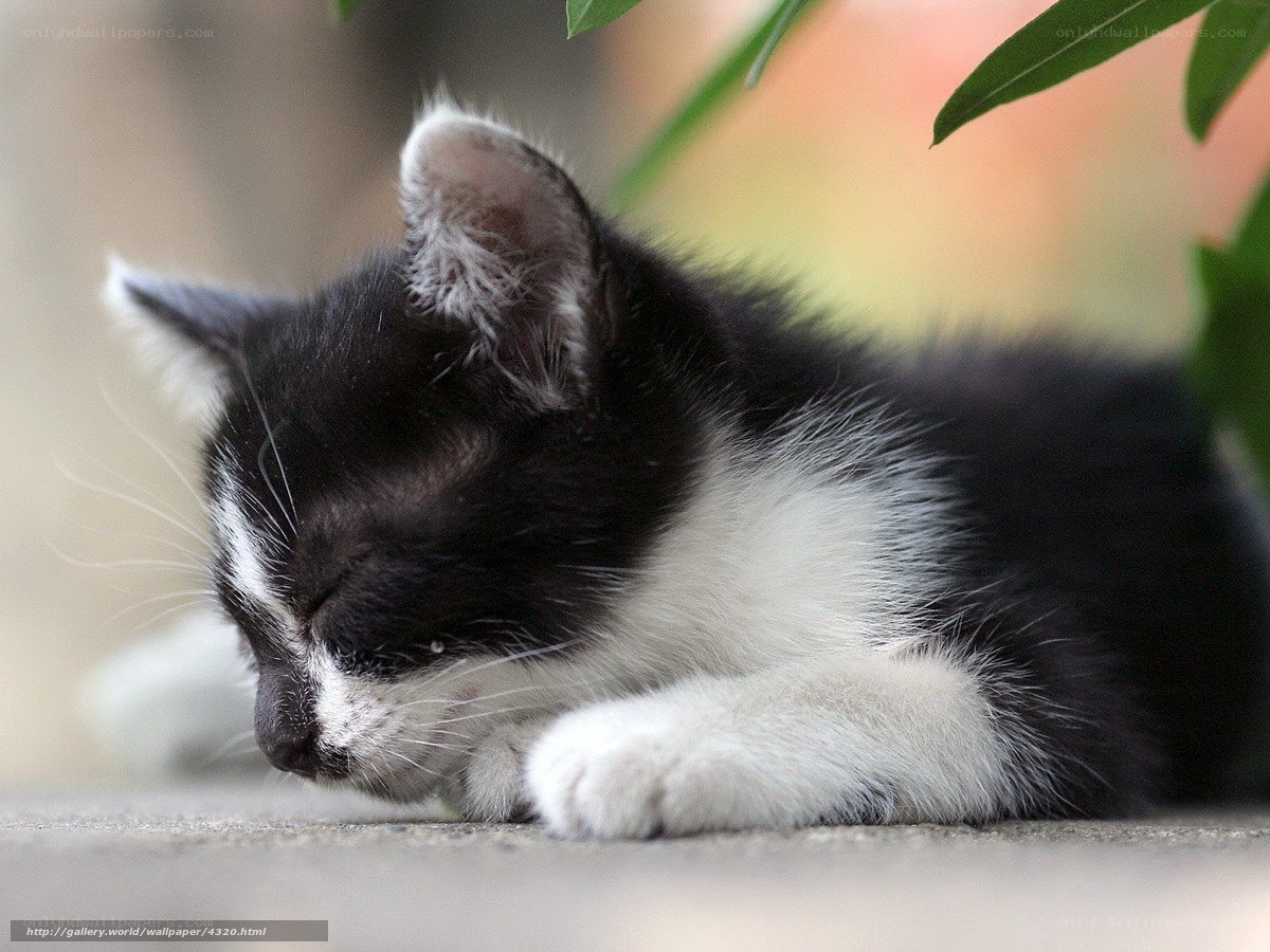 Sleeping black and white kitten