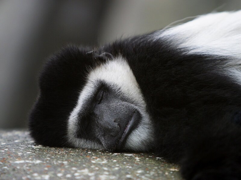 sleeping black-and-white monkey