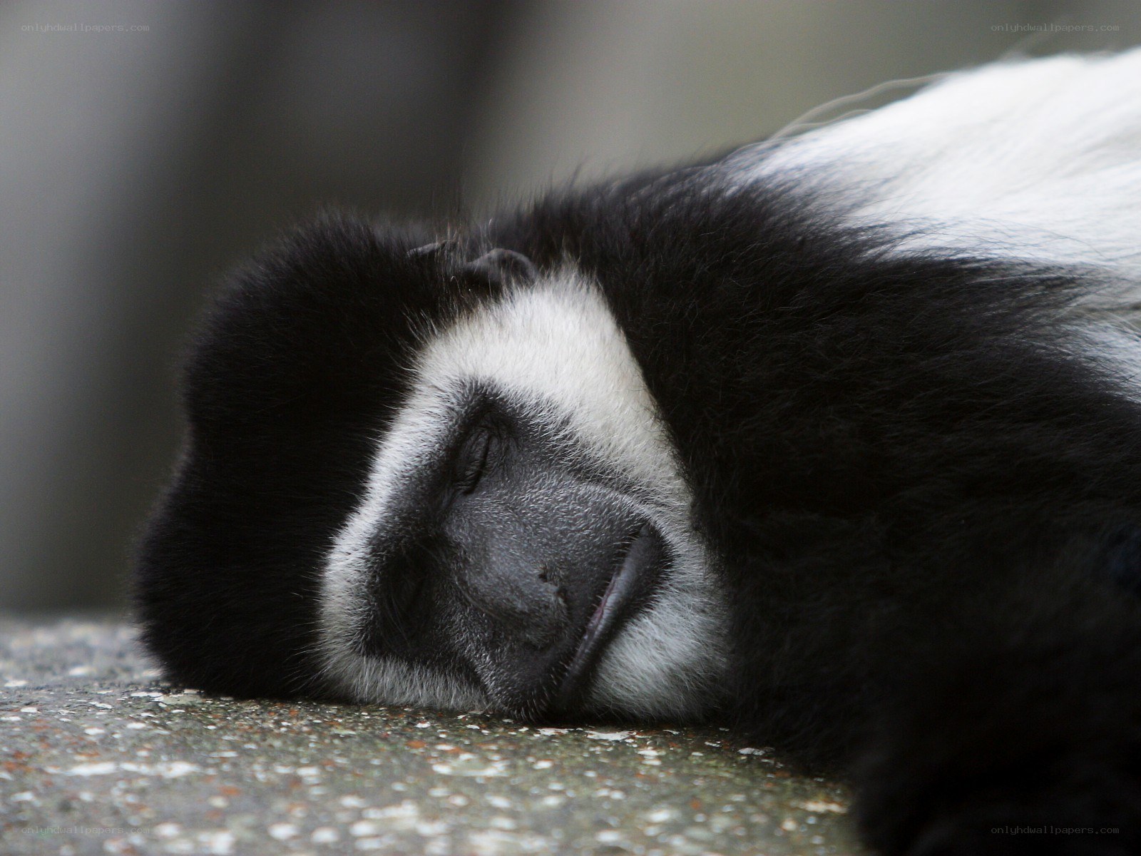 sleeping black-and-white monkey