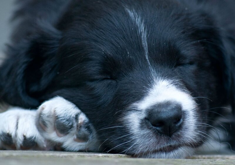Sleeping Black and White Puppy — Peaceful