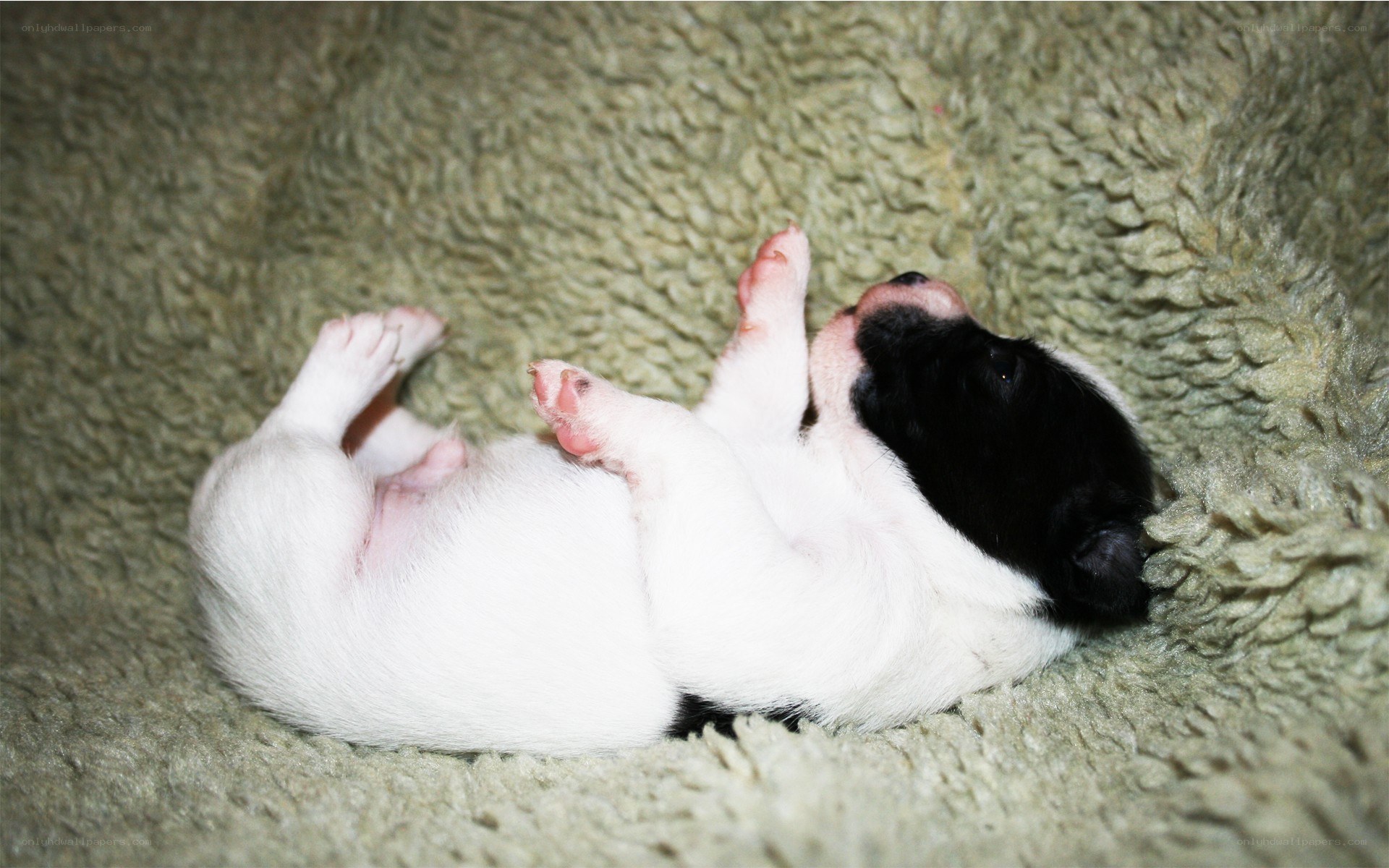 sleeping black and white puppy