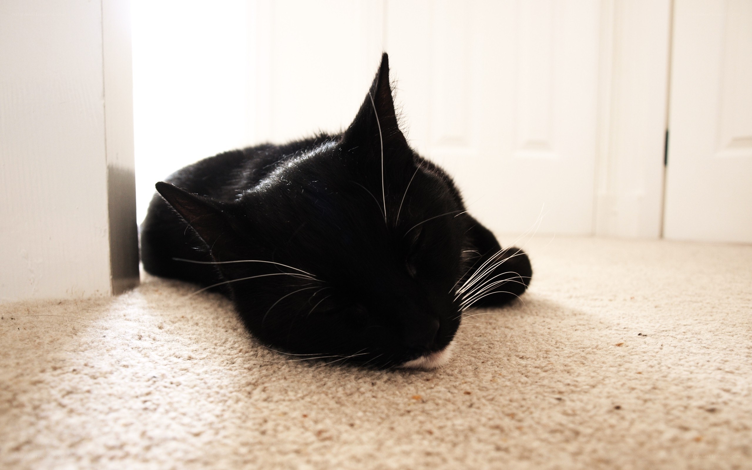 sleeping black cat