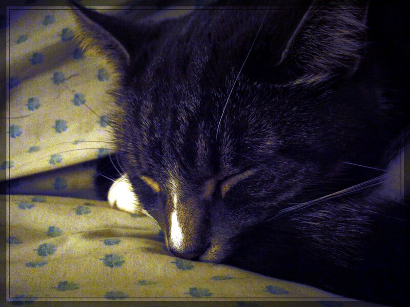 Sleeping Black Cat — Calm
