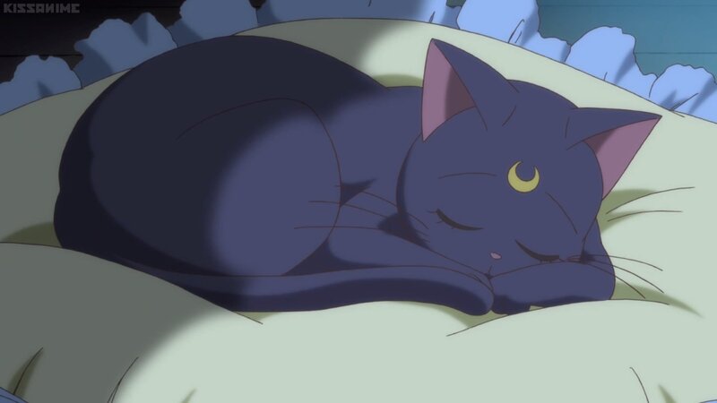 Sleeping Black Cat — Purple