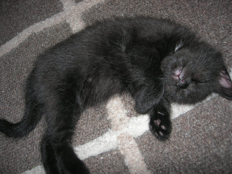 Sleeping black kitten