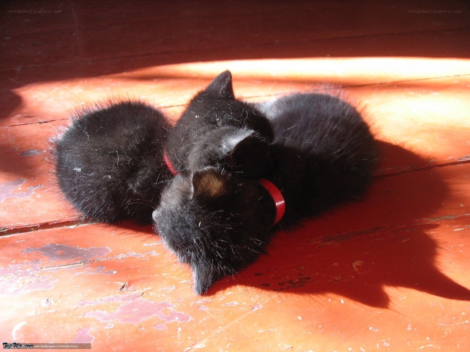 Sleeping black kittens in sunlight