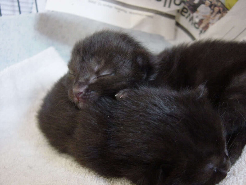 Sleeping black kittens