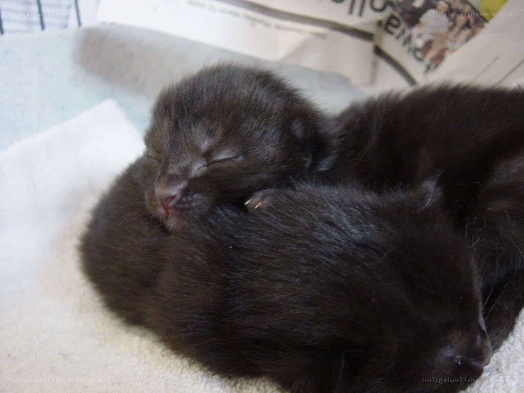 Sleeping black kittens