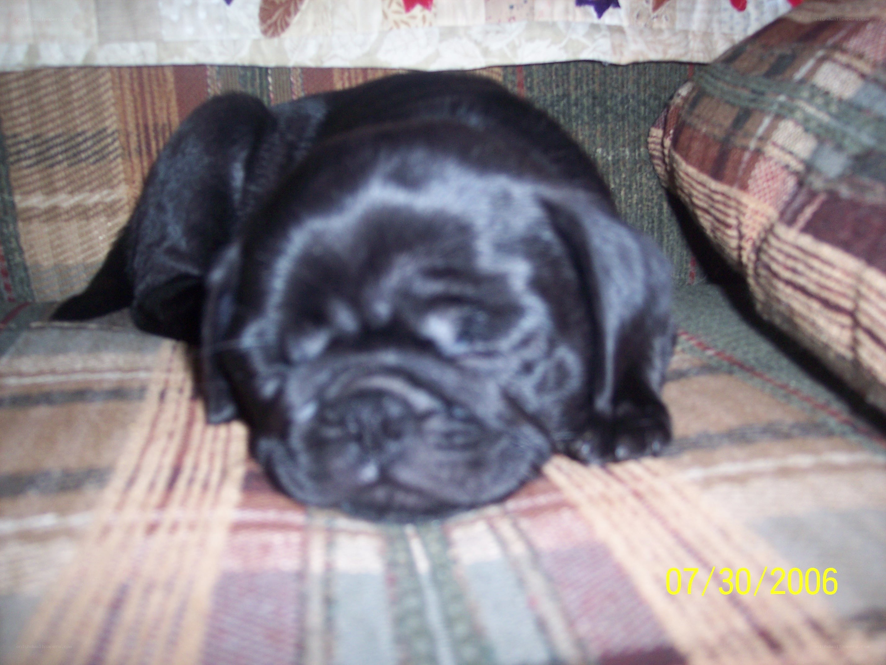 sleeping black pug puppy