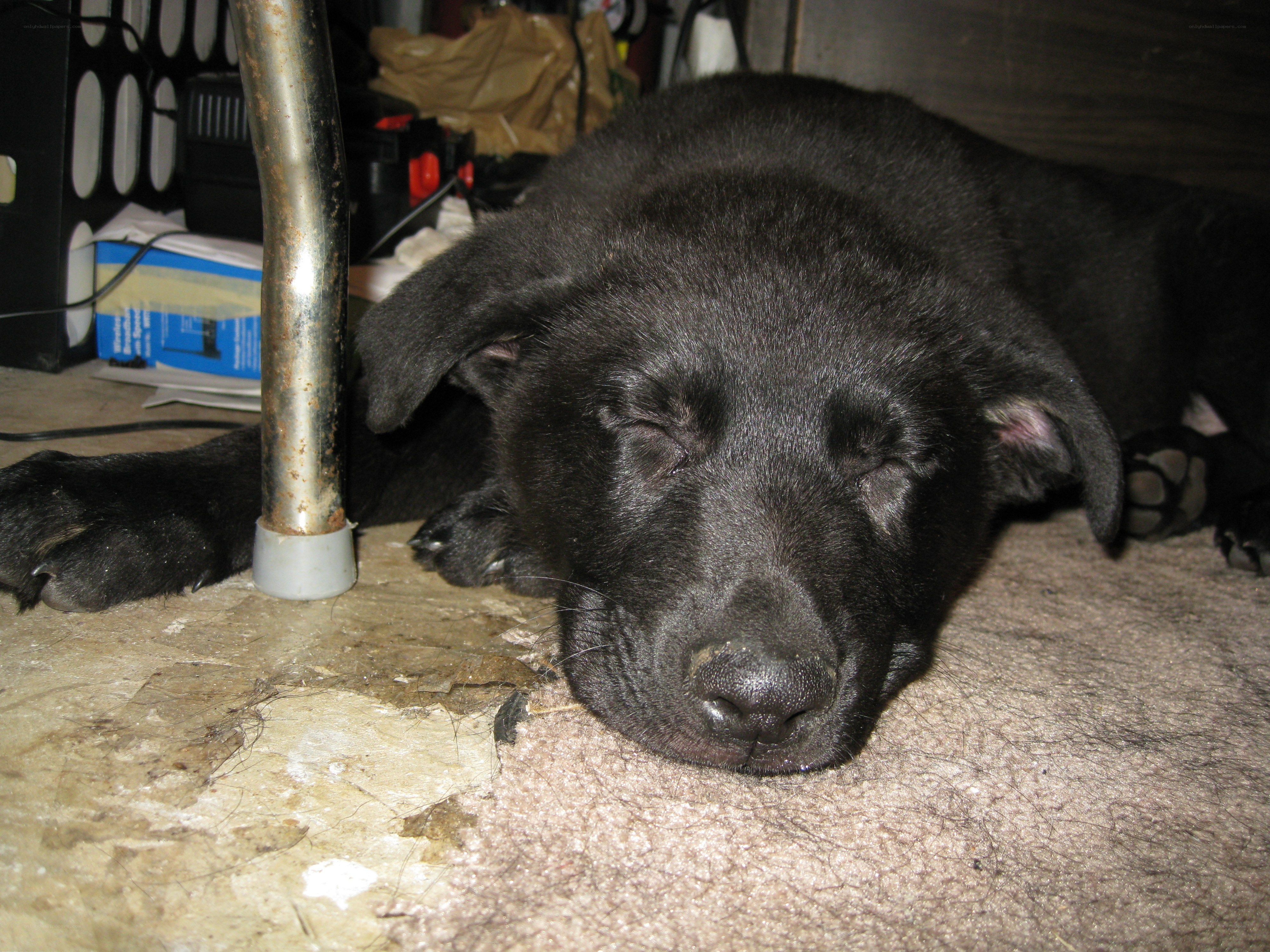 sleeping black puppy